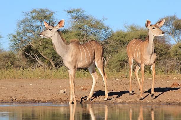 antylopy kudu-afrykańską przyrodą wdzięku i elegancji - alertness watching clear sky animal print zdjęcia i obrazy z banku zdjęć