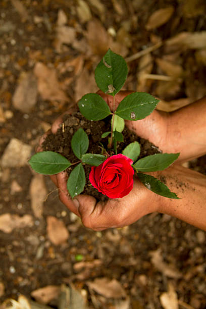 un rosas rojas con las manos en la naturaleza. - autumn leaf single flower flower fotografías e imágenes de stock