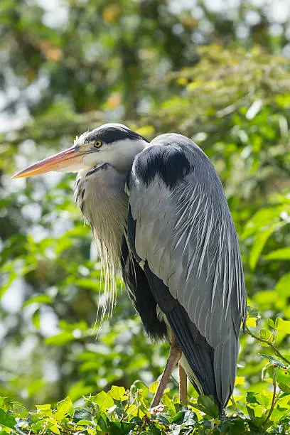 grey heron perched on a hedge closeup