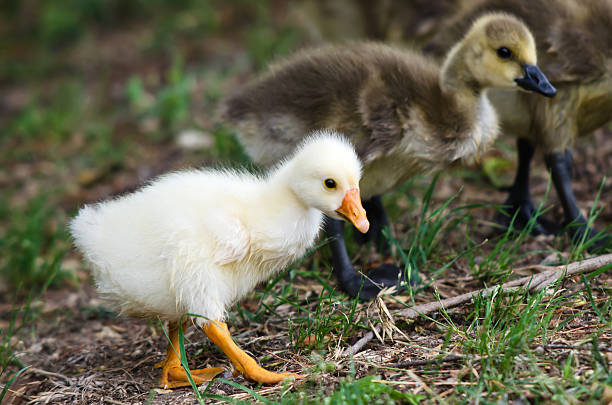 Goose goslings Goose goslings walking on the grass chinese goose stock pictures, royalty-free photos & images