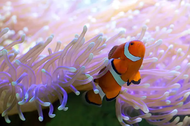 Tropical clown fish hiding in bright pink anemone. Clown fish are also known worldwide as Nemo and can be found in and around the blue waters of Whitsundays.