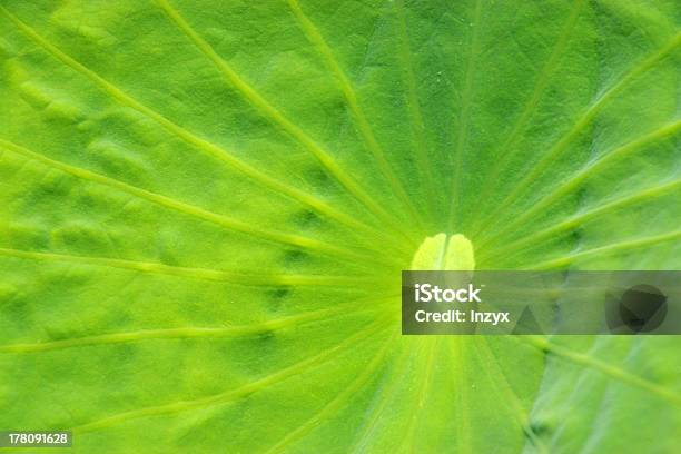 Lotus Blätter Stockfoto und mehr Bilder von Asien - Asien, Bewegungsunschärfe, Biologie