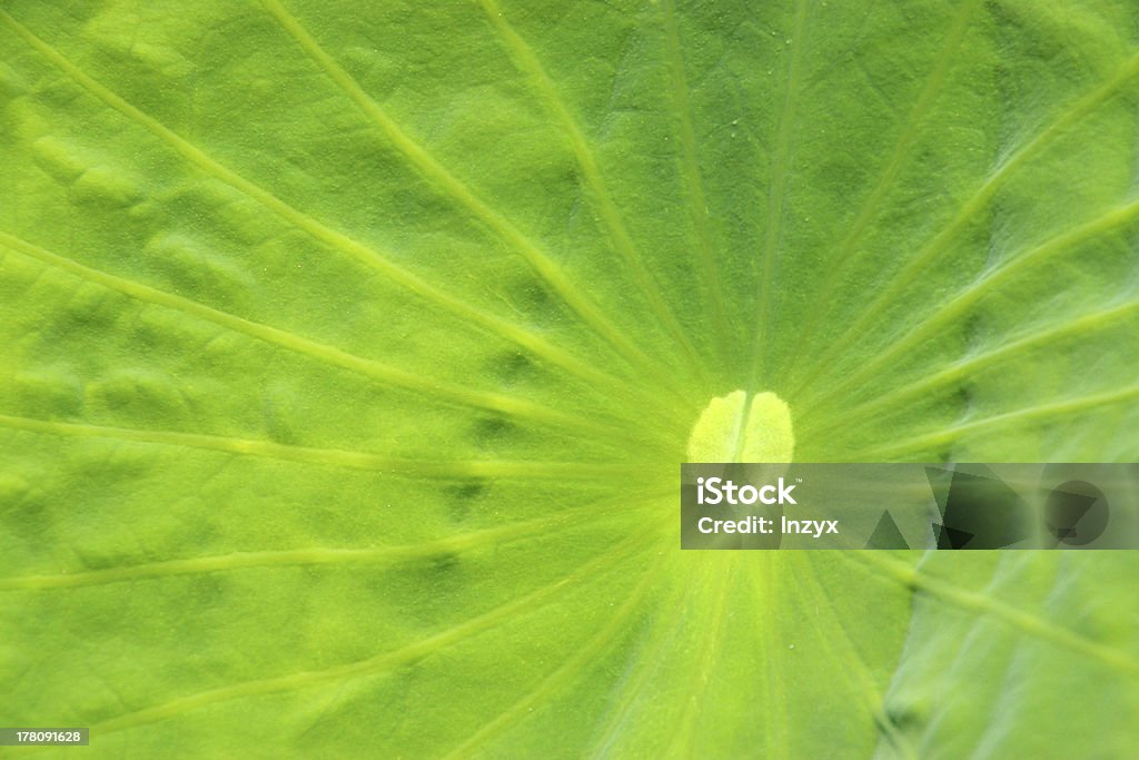 Hojas de lotus - Foto de stock de Aire libre libre de derechos