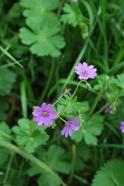 Wildflower stock photo