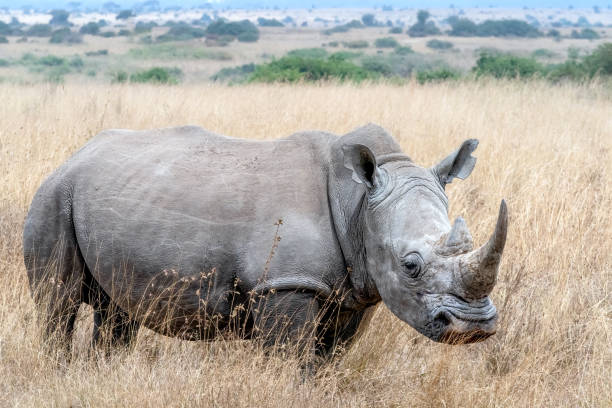 istock Rhinoceros in Kenya 1780920085