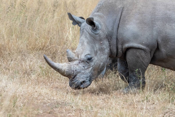 istock Rhinoceros in Kenya 1780920095