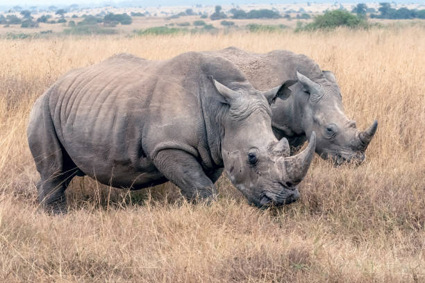 istock Rhinoceros in Kenya 1780920113