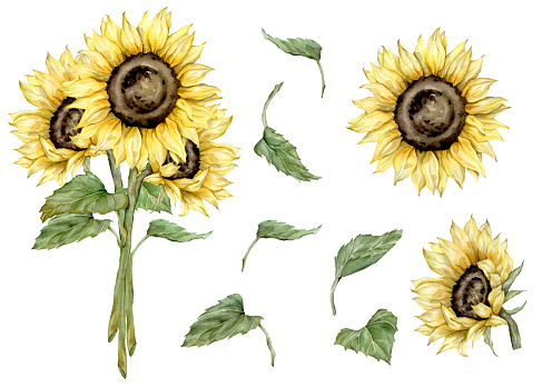 Watercolor autumn set with sunflowers. Hand painted rustic isolated on white background. Floral illustration for design. Vintage bouquet and individual flowers and leaves.
