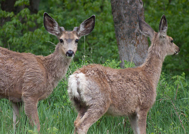 Par de Fawns - foto de acervo