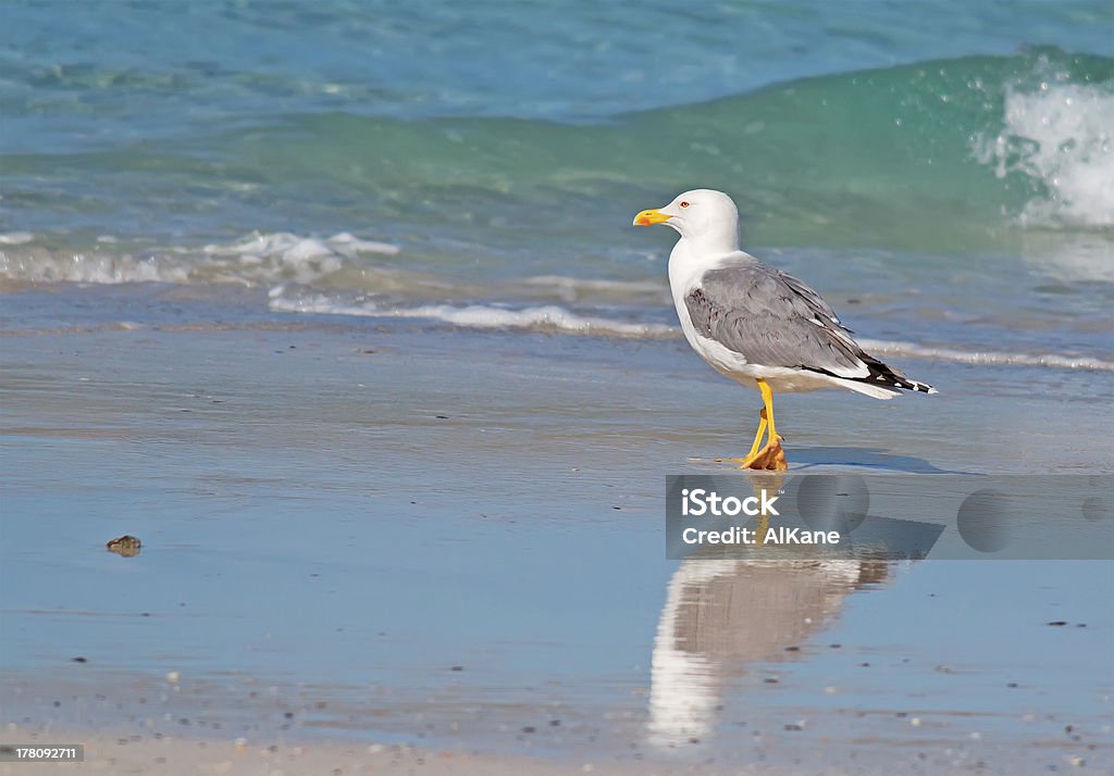 Gaivota andar pela foreshore - Royalty-free Andar Foto de stock