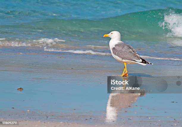 Gaivota Andar Pela Foreshore - Fotografias de stock e mais imagens de Andar - Andar, Animal, Animal selvagem