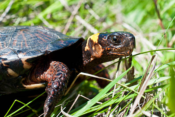 Bog Turtle A Close up of a Bog Turtle in it's natural environment. bog stock pictures, royalty-free photos & images