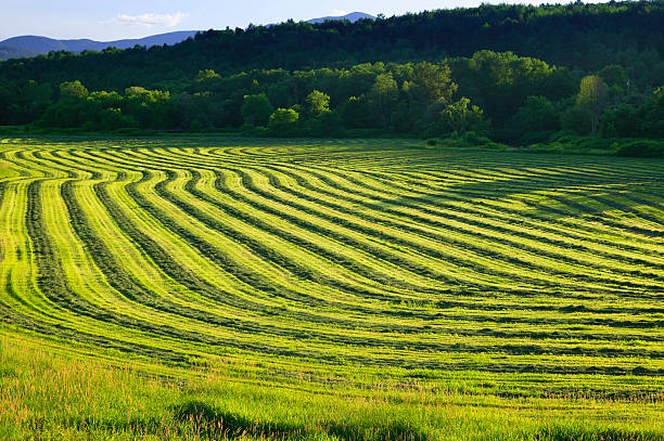 istock Harvested crop in Stowe, Vermont 178092834