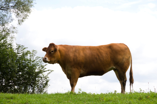 Jong brown cow in a natural environment with grass and trees in The Netherlands.