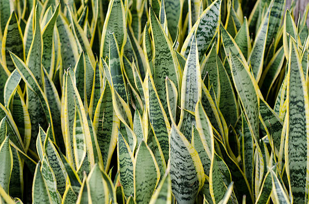 Sansevieria (mother-in-law's tongue) Background Sansevieria (mother-in-law's tongue) Background sanseveria trifasciata photos stock pictures, royalty-free photos & images