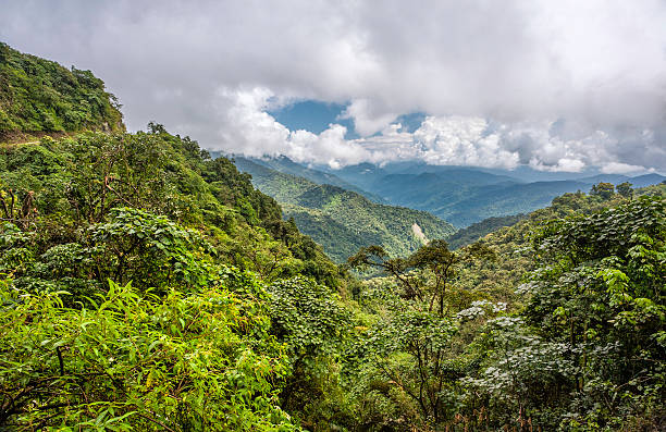 istock Virgin forest, western Arunachal Pradesh, India. 178093369