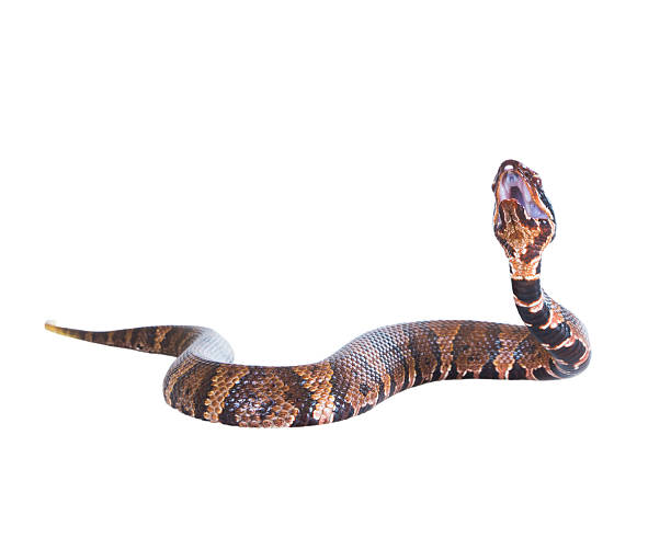 istock An aggressive snake  American Copperhead (Agkistrodon contortrix 178093411