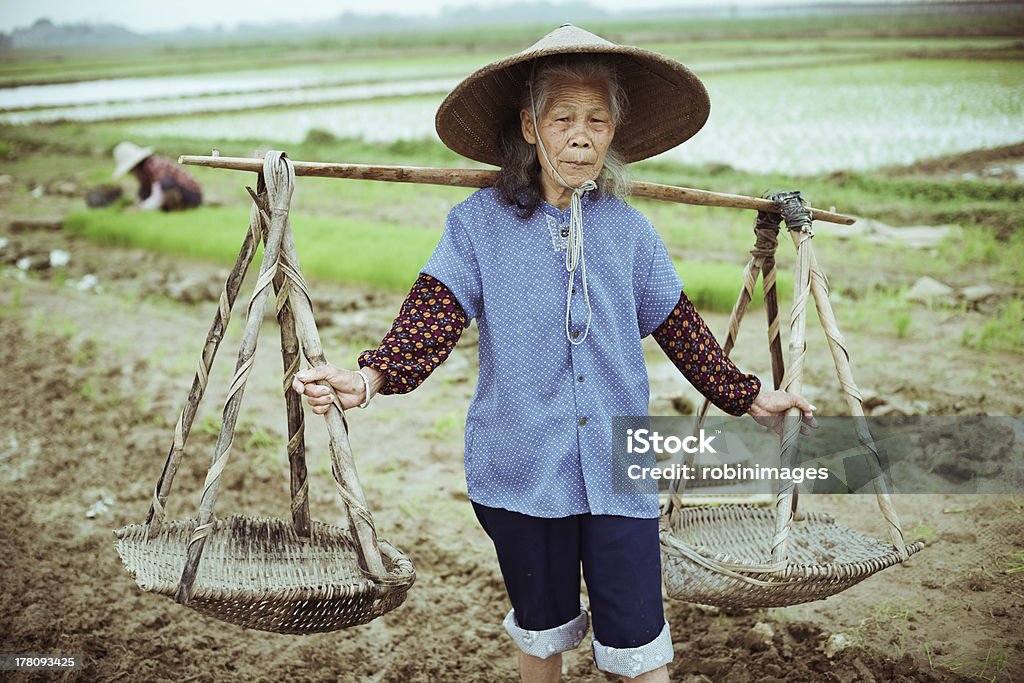 Chinese peasant Chinese peasant working in the rice field Active Seniors Stock Photo