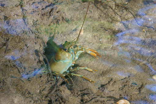 One large river crayfish und the water surface in the river Duraton, Spain