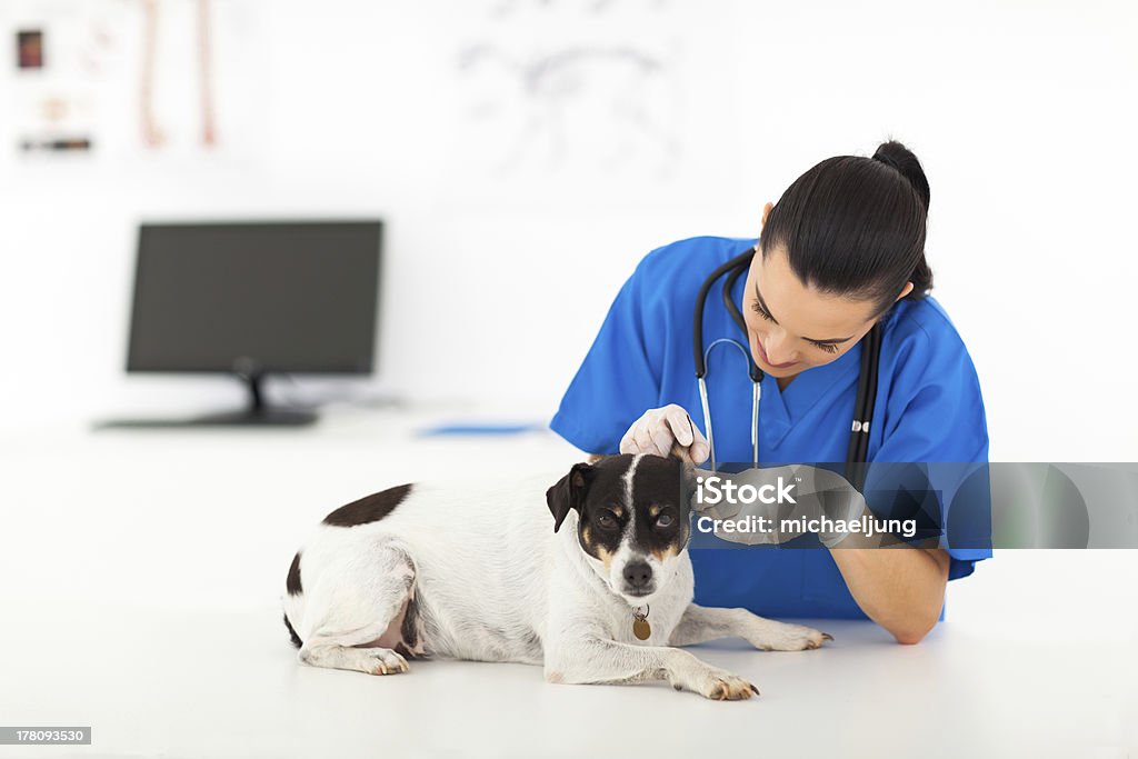 Tierarzt Doktor untersuchen Hund'Ohr - Lizenzfrei Arzthelferin Stock-Foto