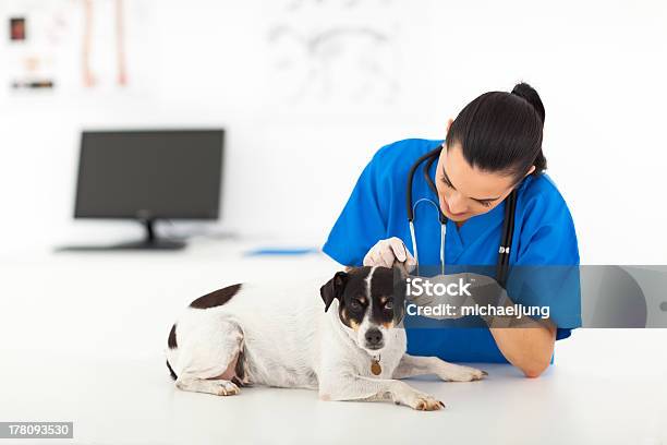 Tierarzt Doktor Untersuchen Hundohr Stockfoto und mehr Bilder von Arzthelferin - Arzthelferin, Assistent, Berufliche Beschäftigung