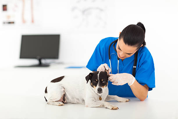 istock vet doctor examining dog's ear 178093530