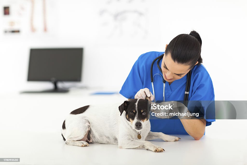 vet врач изучение dog's ear - Стоковые фото Ассистент роялти-фри