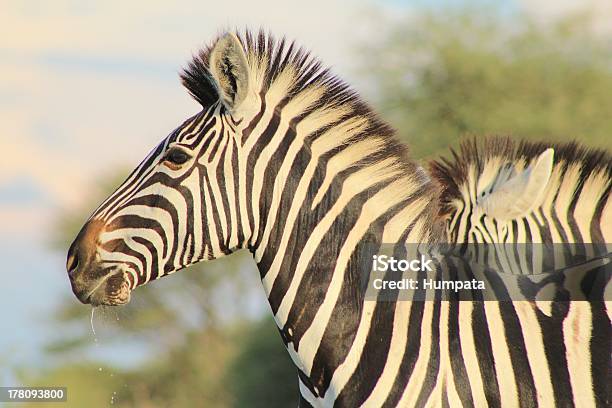 Schwarze Und Weiße Streifen Aus Afrika Stockfoto und mehr Bilder von Afrika - Afrika, Blick in die Kamera, Bunt - Farbton