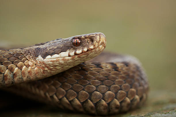 Cobra - foto de acervo