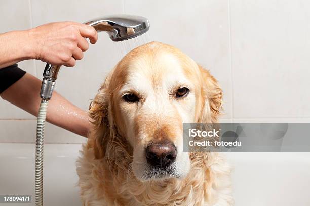 Casa De Banho A Um Cão - Fotografias de stock e mais imagens de Banheira - Banheira, Labrador Retriever, Animal