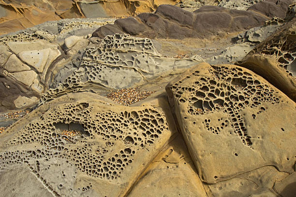 Tafoni formations at Bean Hollow State Beach, California Interesting tafoni formations in Pigeon Point formation sandstone at Bean Hollow State Beach in San Mateo County, California bean hollow beach stock pictures, royalty-free photos & images