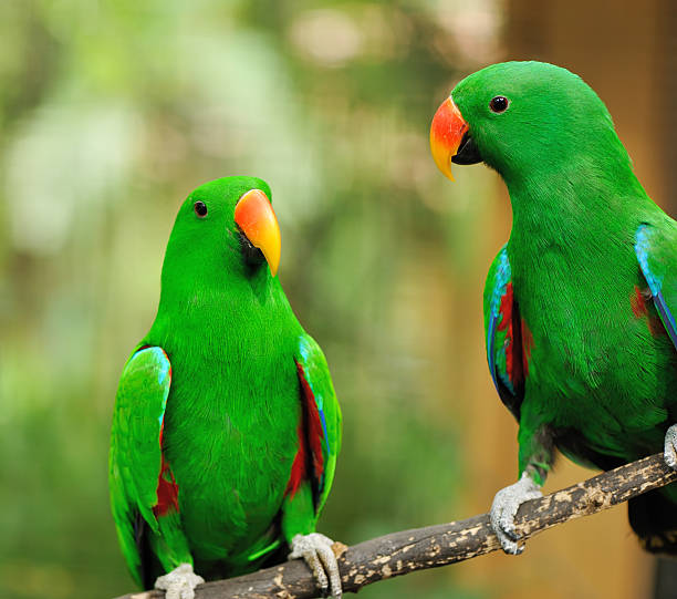 istock Couple of green eclectus parrots 178094541