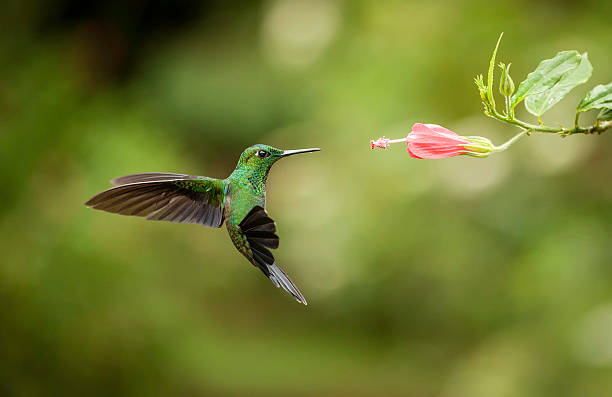 colibrí de cola rayada - colibrí fotografías e imágenes de stock