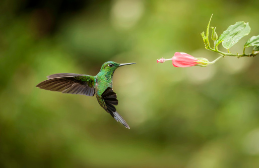 Striped-tailed hummingbird frozen in flight while feeding.