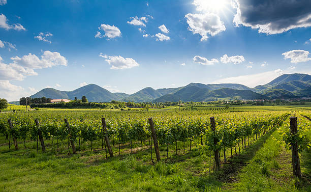 istock Euganean Hills, cultivation of the wine 178094896