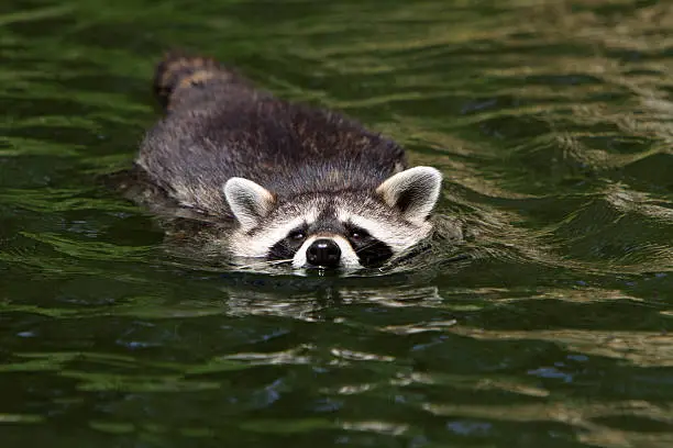 Swimming Raccoon