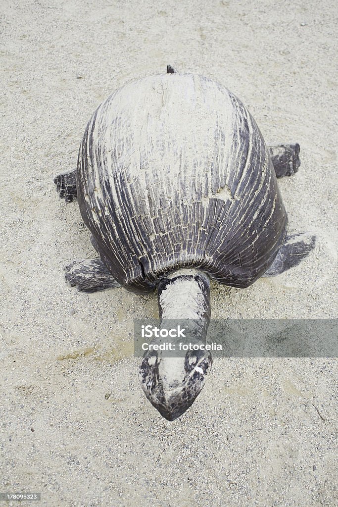 Wood Turtle in sand Wood Turtle on the beach sand, animals and nature Abstract Stock Photo