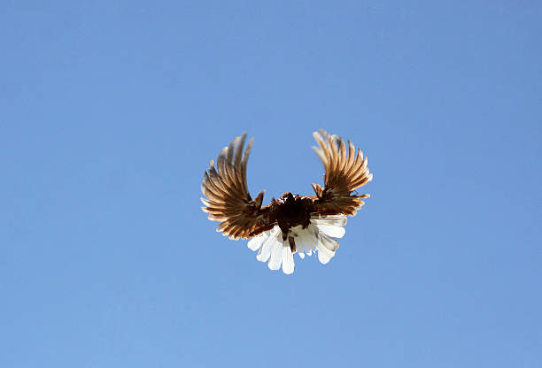istock Dove in the air with wings wide open 178095529