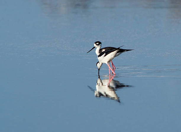 Black-necked Stilts drinking the water stock photo