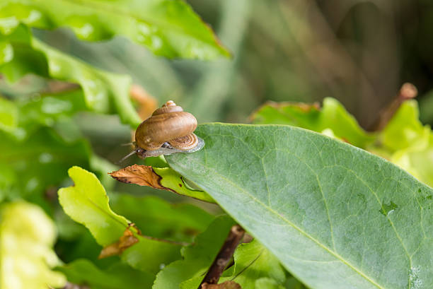 istock Snail with operculum is on the tip of leaf 178095878