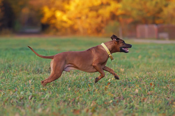 cão rhodesian ridgeback ativo com uma coleira amarela posando ao ar livre correndo rápido em uma grama verde com folhas de bordo caídas no outono - maple leaf green outdoors - fotografias e filmes do acervo