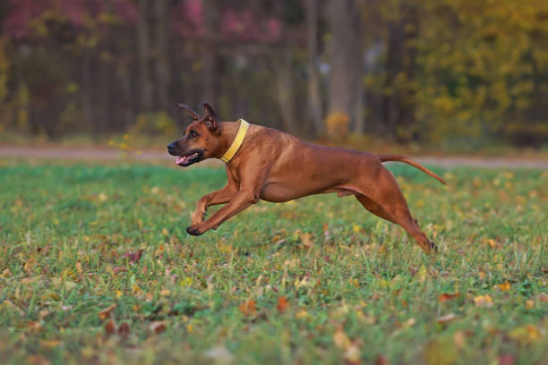 istock Active Rhodesian Ridgeback dog with a yellow collar posing outdoors running fast on a green grass with fallen maple leaves in autumn 1780959598
