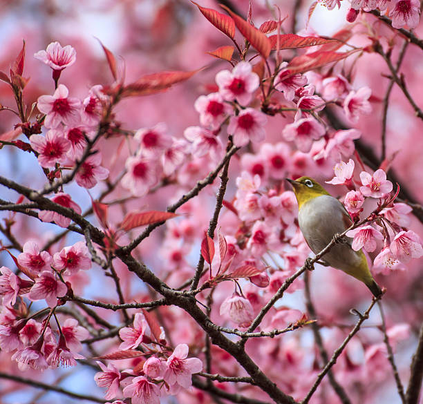 istock Cute bird sitting on blossom tree branch 178096141