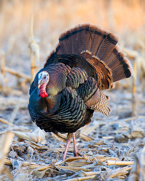 Tom Turkey Examples Tom The Turkey Stock Photos, Pictures & Royalty-Free Images - iStock