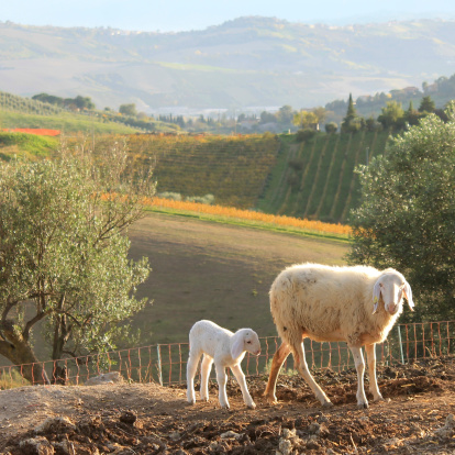 Mother sheep with its lamb