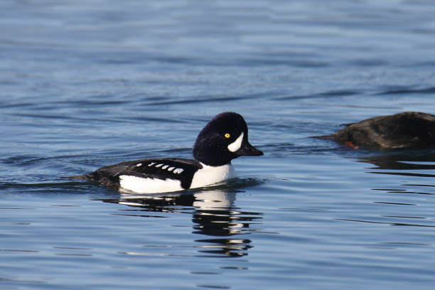 istock Closeup of a Barrow's Goldeneye  (male) (bucephala islandica) 1780968180