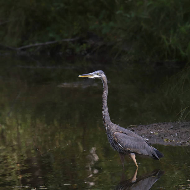 istock Great Blue Heron (ardea herodias) standing in shallow water 1780968715