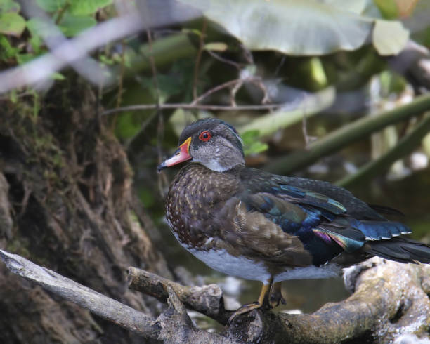 istock Wood Duck (immature) (aix sponsa) perched in a tangled of logs 1780969044