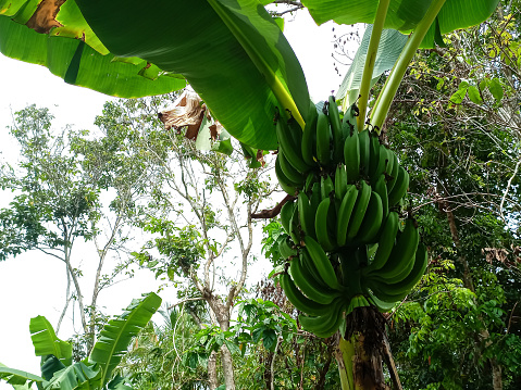 Green bananas growing on trees. Green tropical banana fruits close-up on banana plantation. Tenerife banana plantations in Tenerife, Agriculture and banana production concept