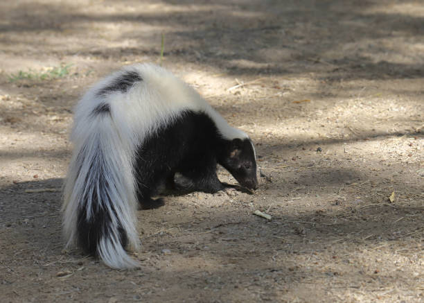 istock Striped Skunk (mephitis mephitis) foraging on the ground 1780969846